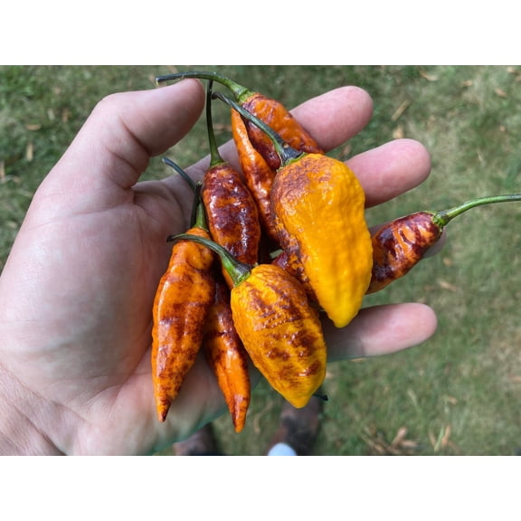 Hallows Eve Halloween Hot Pepper premium Seeds Packet