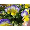 thumbnail image 1 of Halo Lemon Frost Hardy Violet Perennial  - Viola - Quart Pot, 1 of 4