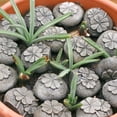 thumbnail image 1 of Halons Resin Decorative Stones - Light Brown Resin Rocks, Succulent Pot Paving & Courtyard Landscaping Stones, Unique Textured Surface for Planters/Pathways (20-Pack), 1 of 9