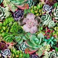Halwoodgarden Succulents Mix Rare MMF7 Plant Exotic Cactus Flower