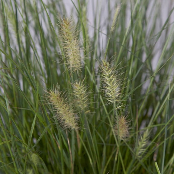 Expert Gardener Hamelin Dwarf Fountain Grass (2.5 Quart) Ornamental Perennial with Airy Plume Heads - Full Sun Live Outdoor Plant
