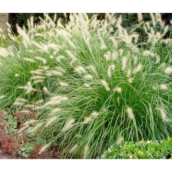 Hameln Dwarf Fountain Grass - Pennisetum - Hameln - 4" Pot