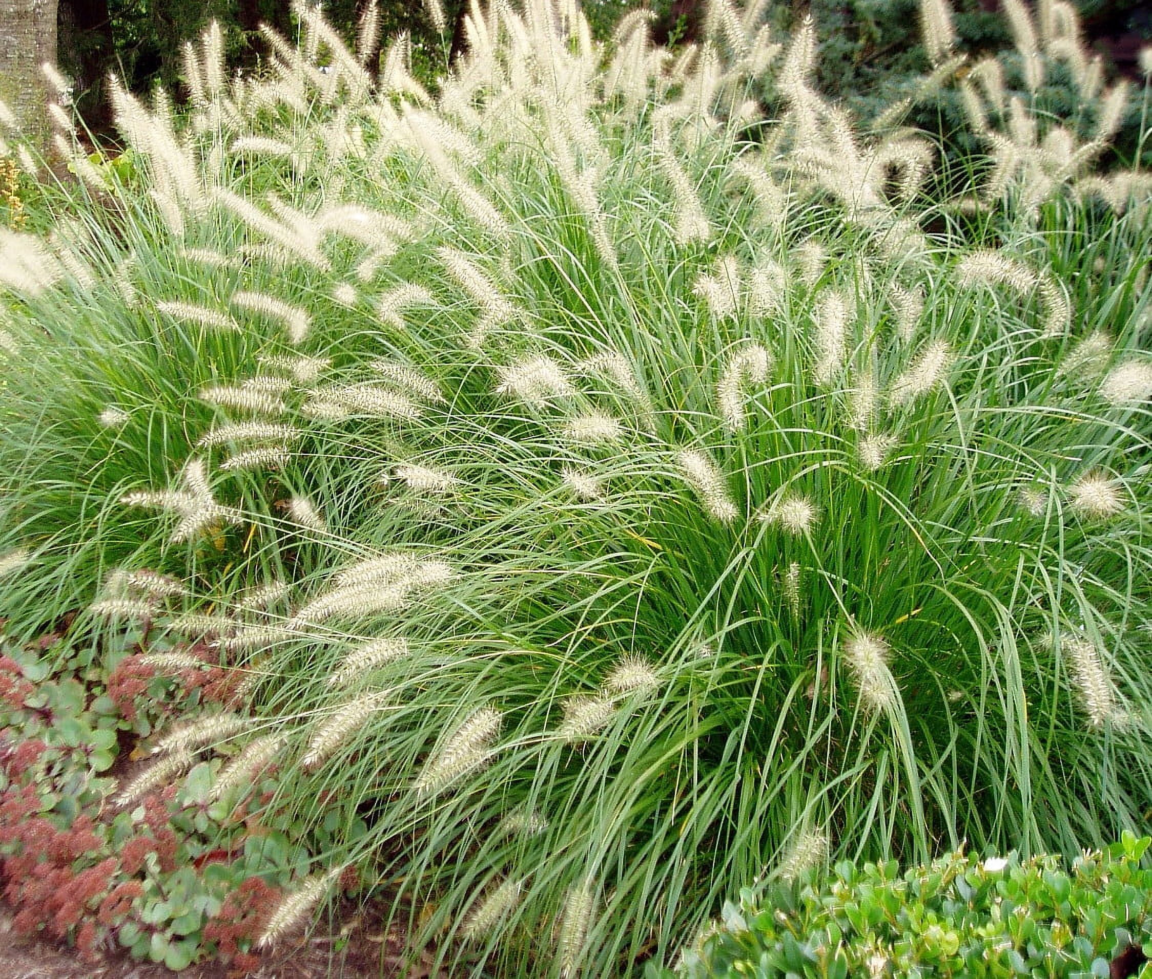 Hameln Dwarf Fountain Grass - Pennisetum, Live Outdoor Blooming Plant