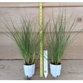 Hameln Dwf Fountain Grass (Pennisetum alopecuroides 'Hameln') Compact