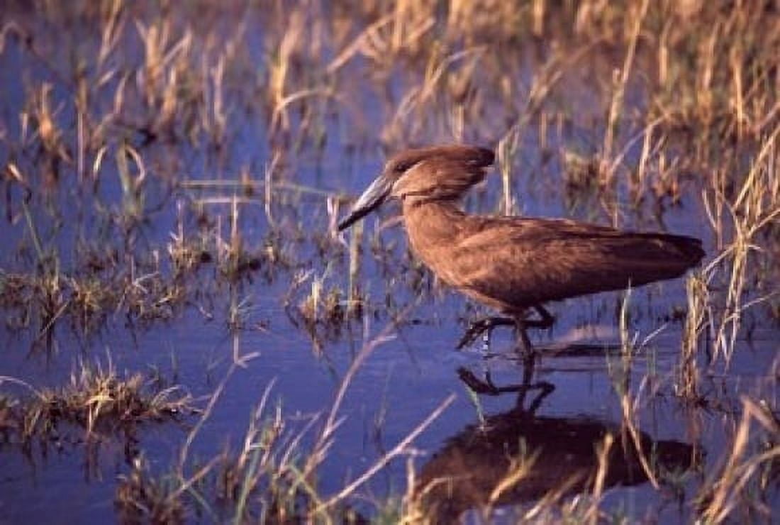 Hamerkop Okavango Delta Botswana Canvas Art - Michele Westmorland DanitaDelimont (18 x 12)