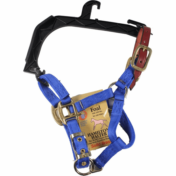 Hamilton Halter Company-Adjustable Horse Halter With Leather Headpole- Blue Foal