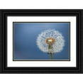 thumbnail image 1 of Hamiti, Bess 24x17 Black Ornate Wood Framed with Double Matting Museum Art Print Titled - Dandelion, 1 of 4