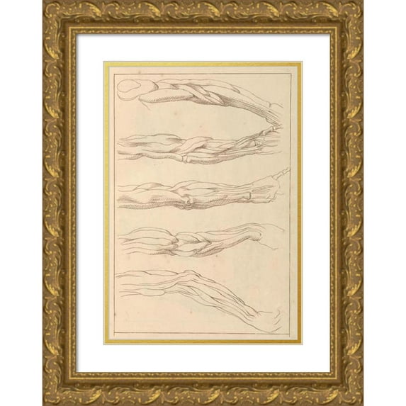 Hamlet Winstanley 11x14 Gold Ornate Wood Frame and Double Matted Museum Art Print Titled - Anatomical Studies of Arms (1716)