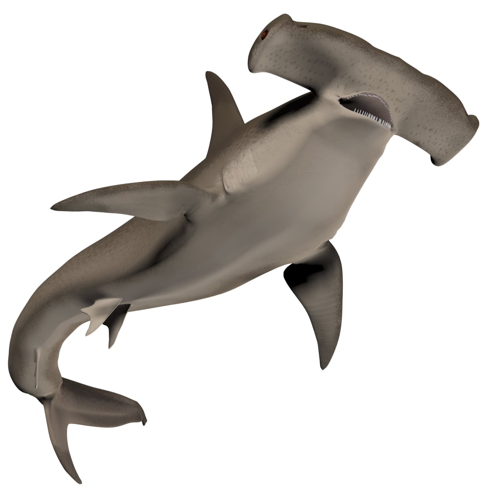 Hammerhead Shark Canvas Art - Corey FordStocktrek Images (29 x 29)