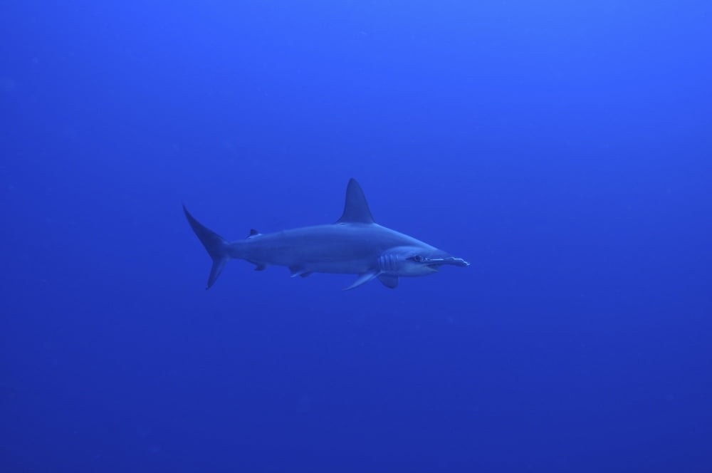 Hammerhead shark Christmas Island Australia Canvas Art - Mathieu MeurStocktrek Images (35 x 23)