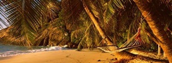 Hammock between two palm trees Seychelles Canvas Art - Panoramic Images (36 x 13)