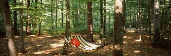 Hammock in a forest Baden-Wurttemberg Germany Canvas Art - Panoramic Images (36 x 12)