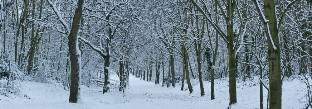 Hampstead Heath in winter North London London England Canvas Art - Panoramic Images (27 x 9)