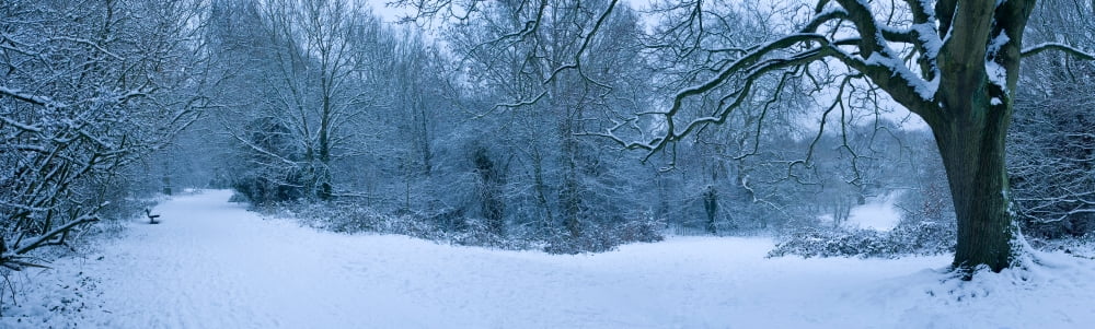Hampstead Heath in winter North London London England Canvas Art - Panoramic Images (36 x 12)