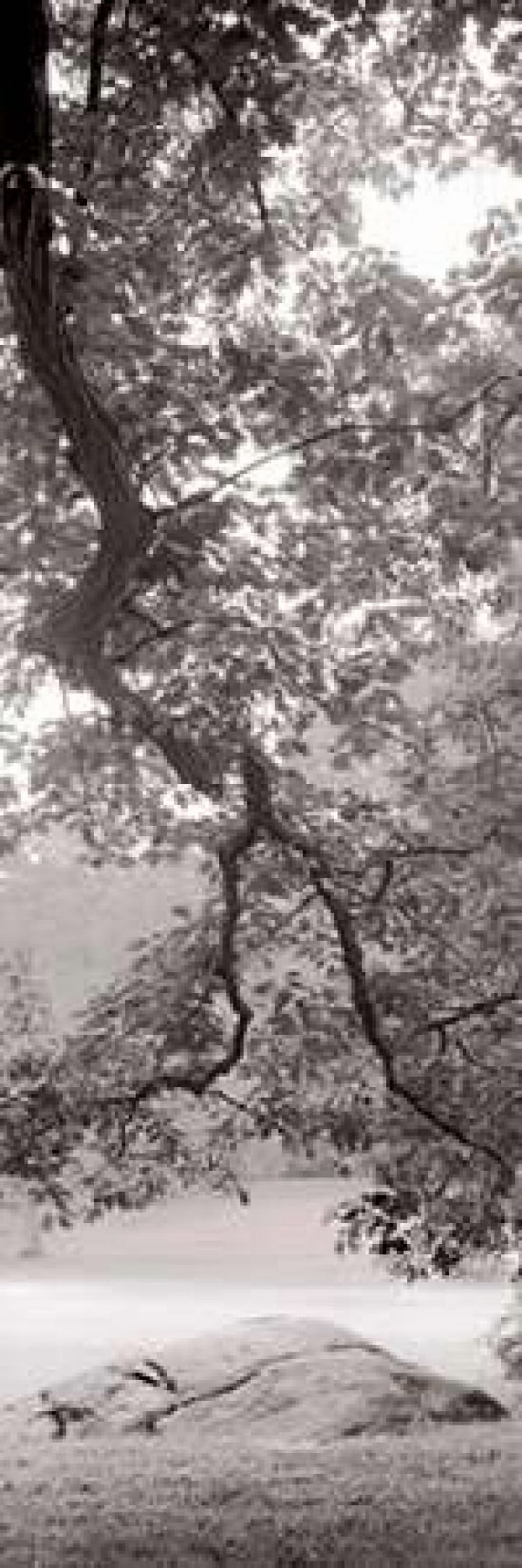 Hampton Field Tree - 1 Canvas Art - Alan Blaustein (8 x 24)