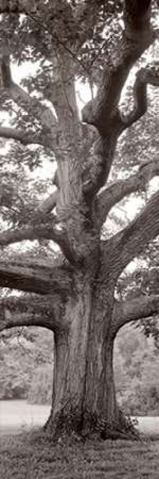 Hampton Field Tree - 2 Canvas Art - Alan Blaustein (8 x 24)