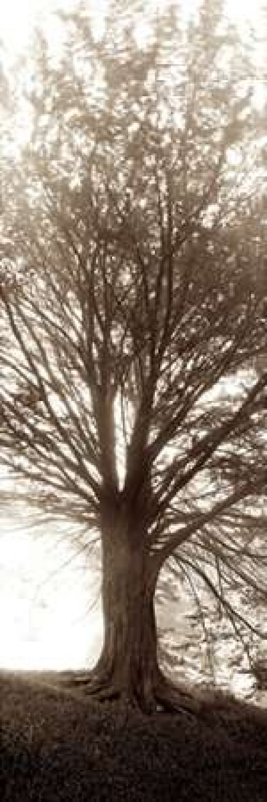 Hampton Gates Tree No1 Canvas Art - Alan Blaustein (12 x 36)