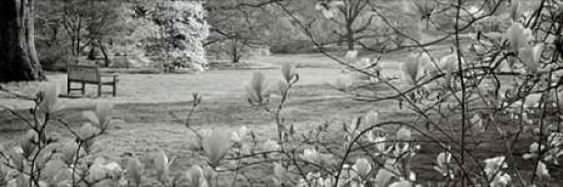 Hampton Magnolia - 1 Canvas Art - Alan Blaustein (12 x 36)