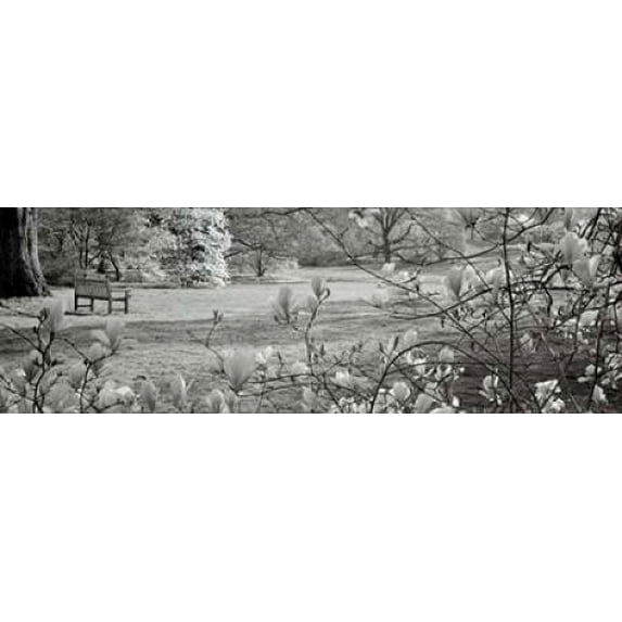 Hampton Magnolia - 1 Poster Print by Alan Blaustein (8 x 24)