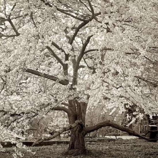 Hampton Magnolia - 2 Canvas Art - Alan Blaustein (24 x 24)