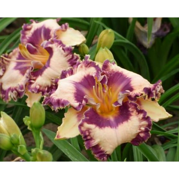 Hanalei Bay Daylily Perennial - Hemerocallis - 4" Pot