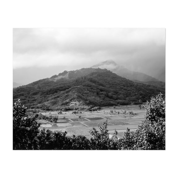 Hanalei Taro Fields - Hanalei Hawaii Photography Black and White Landscape Mountain Nature Forest Scenic Foggy Unframed Wall Art Print 4 x 6 inches