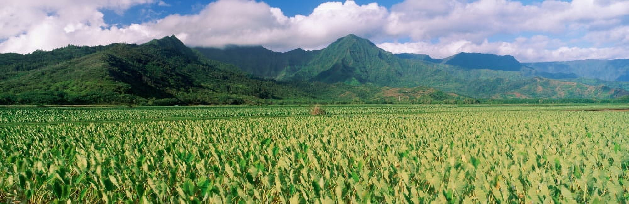 Hanalei Valley Hawaii Canvas Art - Panoramic Images (27 x 9)