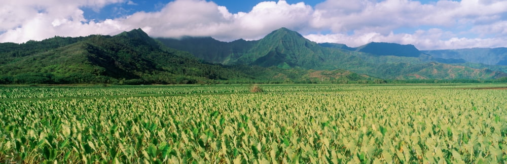 Hanalei Valley Hawaii Canvas Art - Panoramic Images (36 x 12)