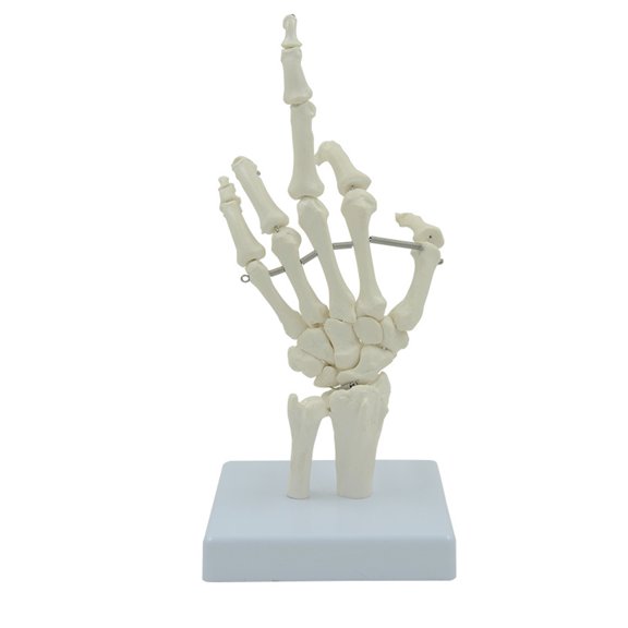 Hand Bone Hand Skeleton Model Shows Articulated Joints Fingers Wrist Movable Knuckles for Anatomy Study Education Use