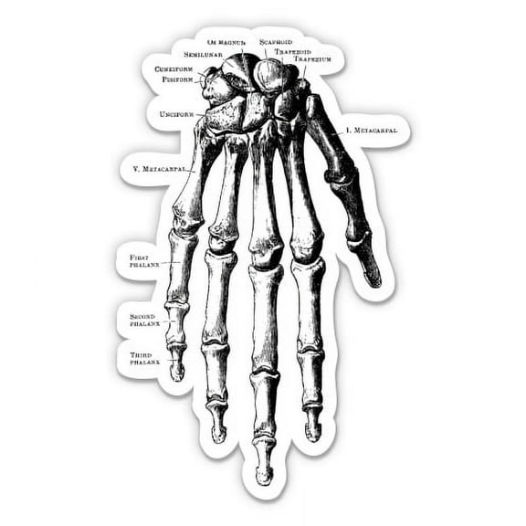 Hand Bones Anatomy - 3" Vinyl Sticker - For Car Laptop I-Pad Phone Helmet Hard Hat - Waterproof Decal