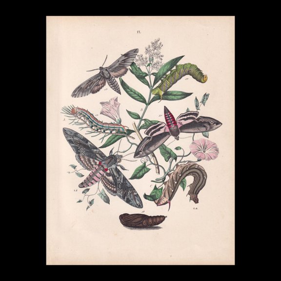 Hand-Coloured Hawk-Moth Print, Unframed Paper Poster 8x10in