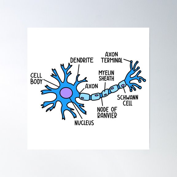 Hand Drawn Neuron Diagram Poster Wall Art, Modern Wall Decor, 16x16 UNFRAMED