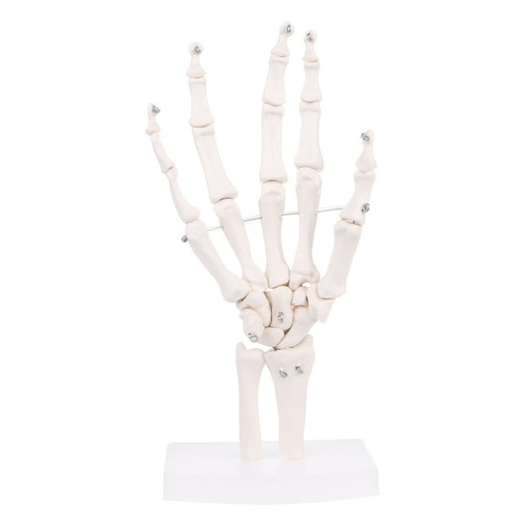Hand Joint Anatomical Skeleton Model Human Medical Anatomy Study Tool Life Size
