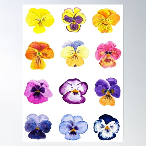 Hand Painted Colorful Pansies Collection Watercolor Painting Poster Wall Art, Modern Wall Decor For Living Room Bedroom, 16x24 UNFRAMED