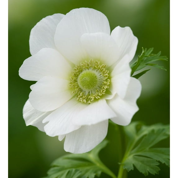 Hand Picked Nursery 10 Anemone 'Bride' Bulbs