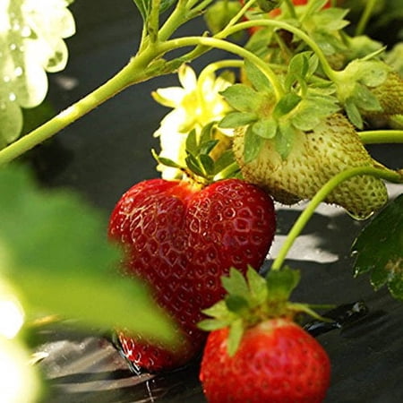 Hand Picked Nursery Chandler Strawberry Live Plants (10 Count)