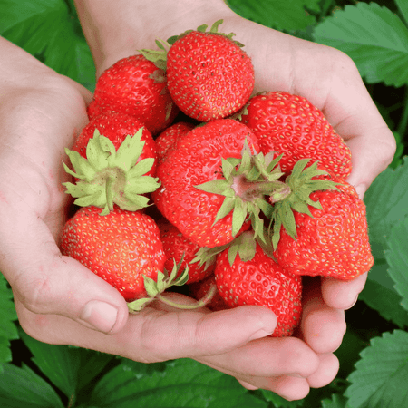 Hand Picked Nursery Evie EverBearing Strawberry Plants Live for Planting - Live Strawberry Plants (25)