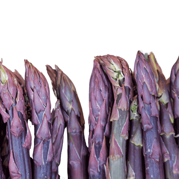 Hand Picked Nursery Purple Passion Asparagus Bare Root Live Plant Vibrant Purple Spears (10 Count)