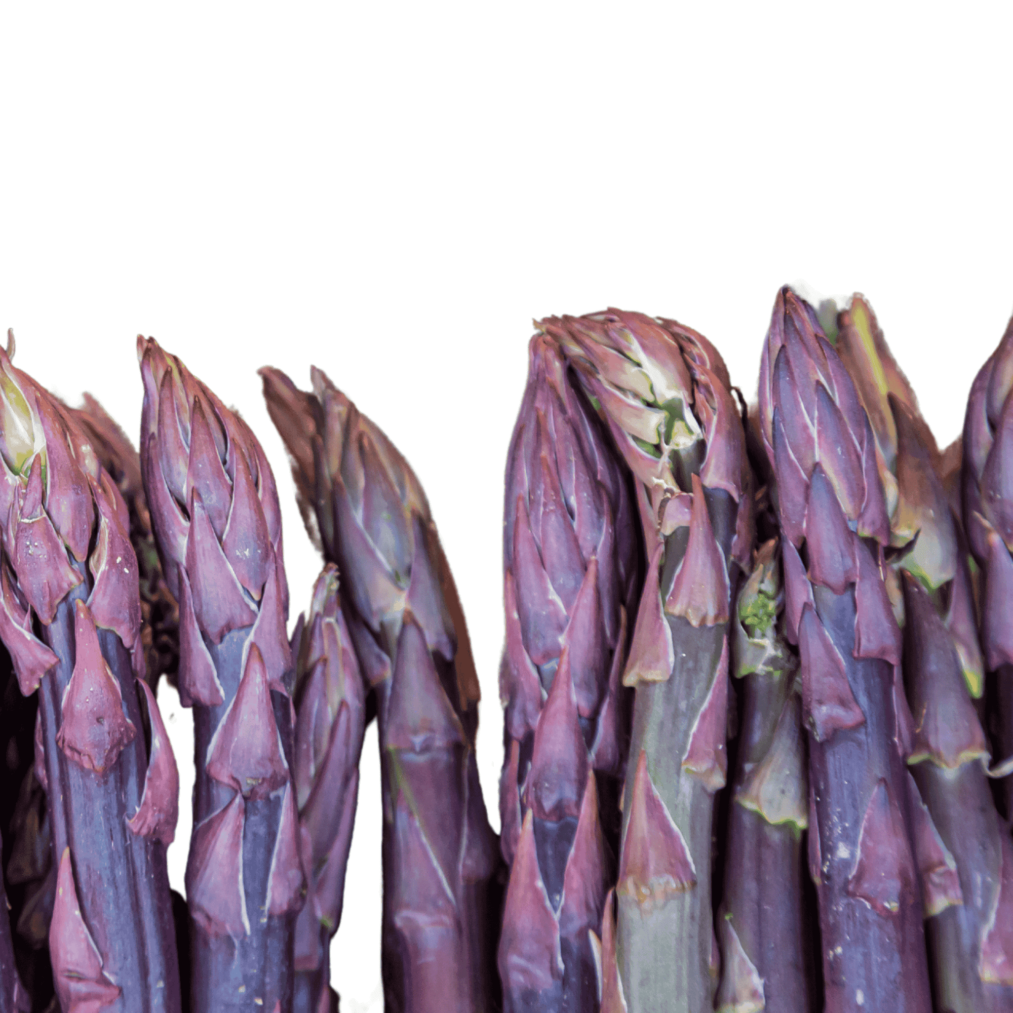 Hand Picked Nursery Purple Passion Asparagus Bare Root Live Plant Vibrant Purple Spears(5 Count)