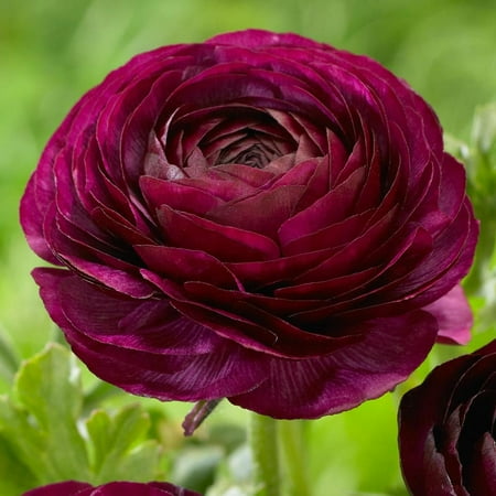Hand Picked Nursery Ranunculus Purple Shades Bulbs (10 Count), Jumbo Bulb Size Cool Season Tender Perennials