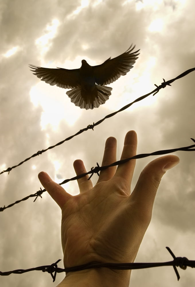 Hand Reaching Out For Bird Canvas Art - Nathan Lau Design Pics (22 x 32)