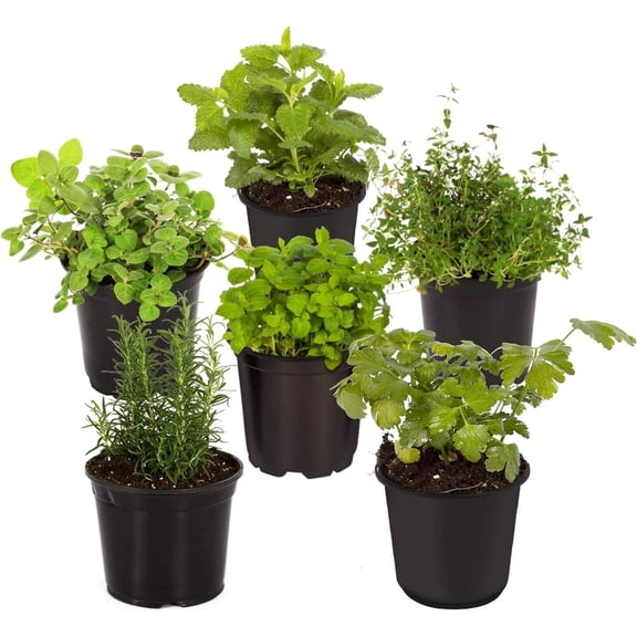 Hand Selected Herb Starter Pack 6 Aromatic Live Plants for Garden Cooking