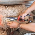 thumbnail image 1 of Hand Shears Red, 1 of 5