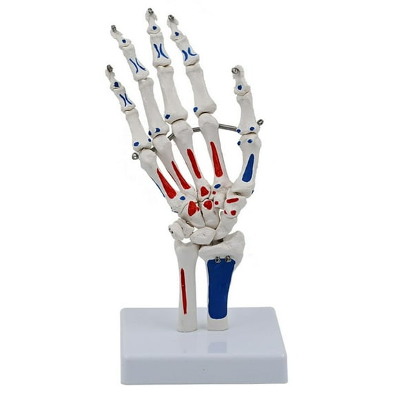 Hand Skeleton Model with Wrist Ulnaand Radius Life Size Skeletal Hand Model Medicals Model Hand Joint Model for School