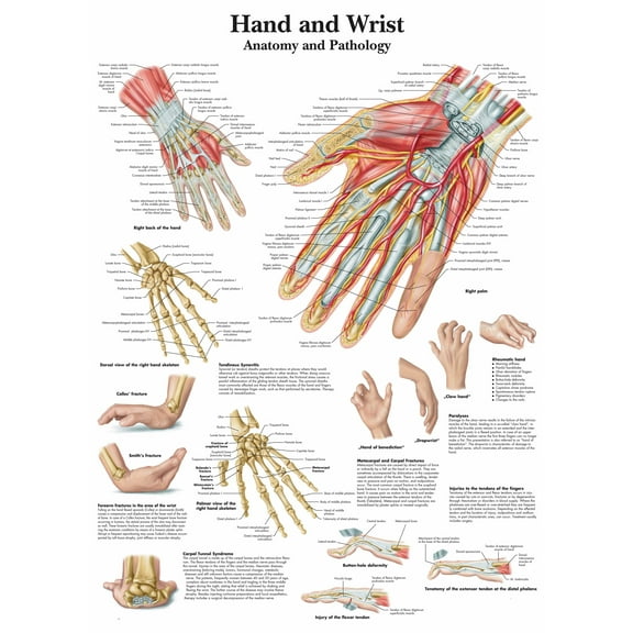 Hand and Wrist Wall Art Posters Canvas Print Artwork Wall Chart Human Anatomy Wall Painting Office Hospital Room Home Decoration (without Framed),Multicolor,16x19.7 inch(40x50 cm)