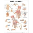 thumbnail image 1 of Hand and Wrist Anatomical Chart, 1 of 2