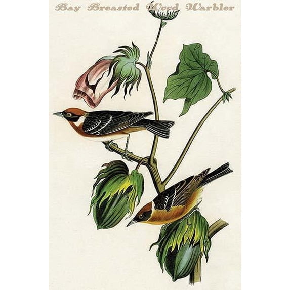 Hand-colored aquatint engraving by R. Havell from the first edition of The Birds of America (London: 1827-1838). Poster Print by John James  Audubon (18 x 24)