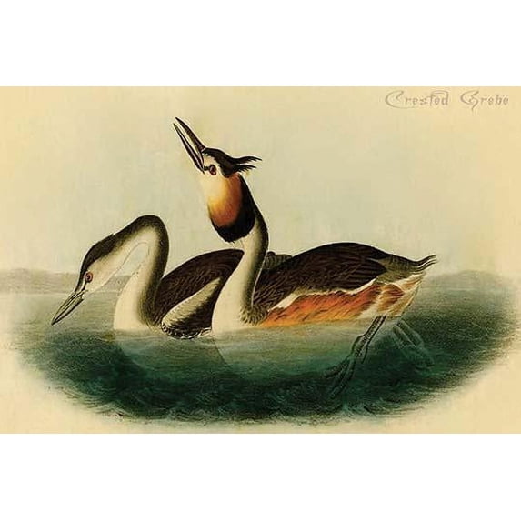 Hand-colored aquatint engraving by R. Havell from the first edition of The Birds of America (London: 1827-1838). Poster Print by John James Audubon (18 x 24)