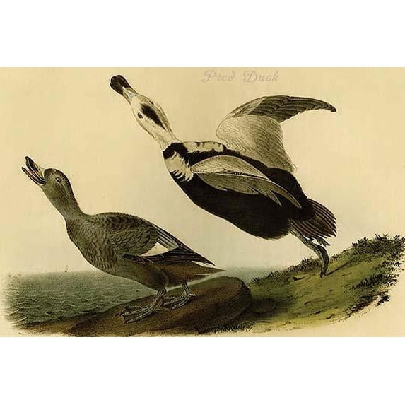 Hand-colored aquatint engraving by R. Havell from the first edition of The Birds of America (London: 1827-1838). Poster Print by John James Audubon (18 x 24)