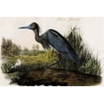 thumbnail image 1 of Hand-colored aquatint engraving by R. Havell from the first edition of The Birds of America (London: 1827-1838). Poster Print by John James  Audubon (18 x 24), 1 of 1